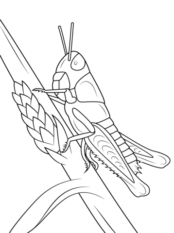 Young Grasshopper Coloring Page